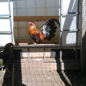 Meet your Posher, Donald